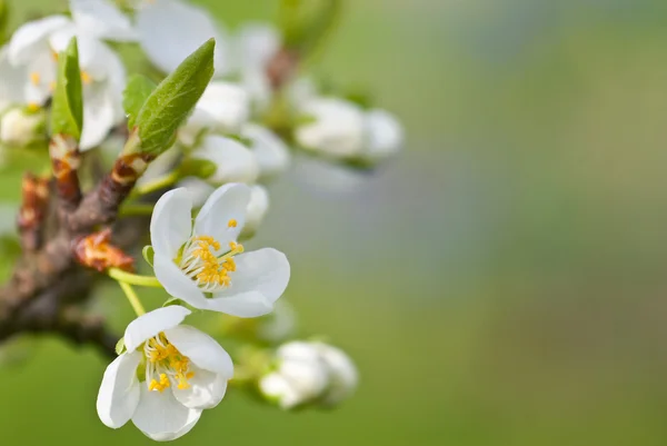 Cherries blossoms — Stock Photo, Image