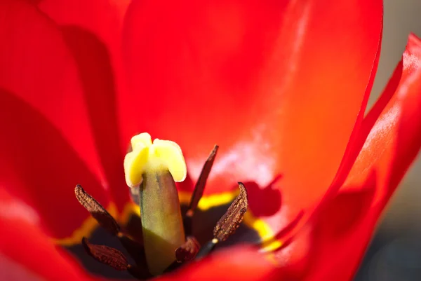 Tulip — Stock Photo, Image