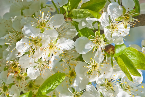 Cherries blossoms — Stock Photo, Image