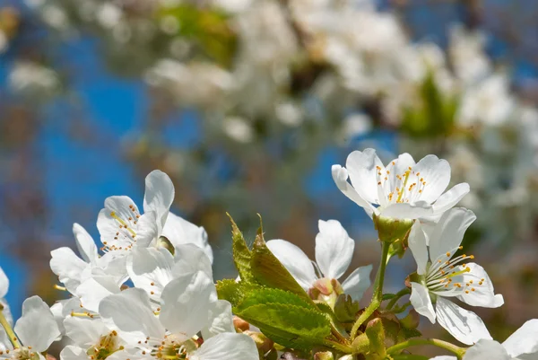 Cherries blossoms — Stock Photo, Image