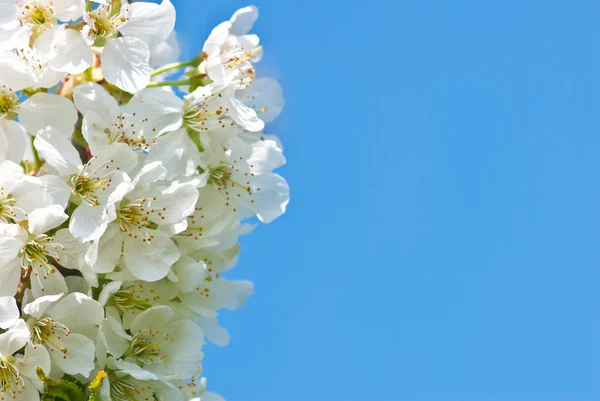 Cherries blossoms — Stock Photo, Image