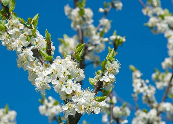 Cherries blossoms — Stock Photo, Image