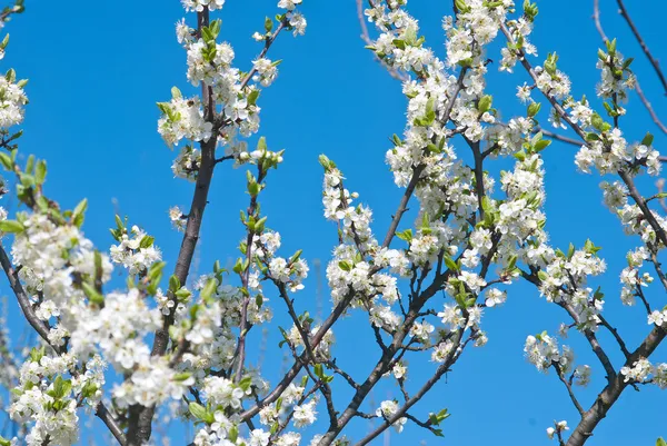 Cherries blossoms — Stock Photo, Image