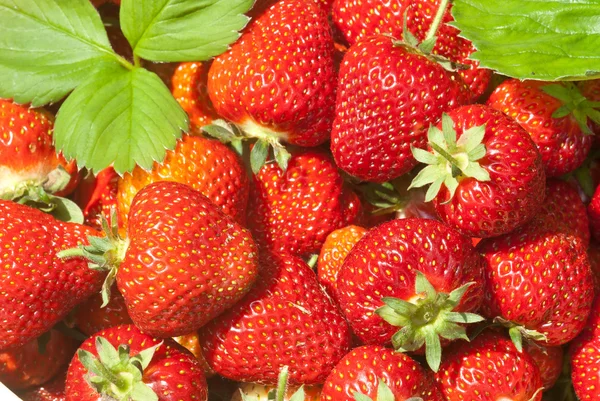 Aardbeien close-up — Stockfoto