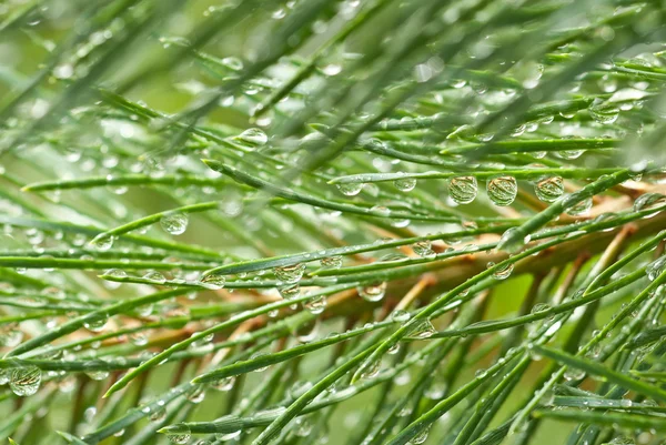 Raindrops on pine — Stock Photo, Image