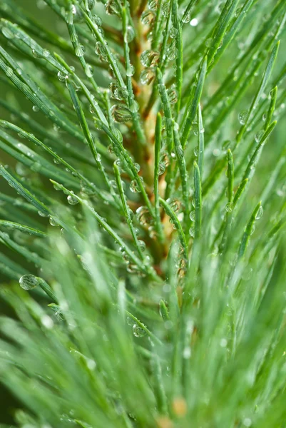 Gotas de lluvia sobre pino —  Fotos de Stock