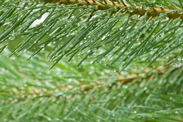 Raindrops on pine — Stock Photo, Image