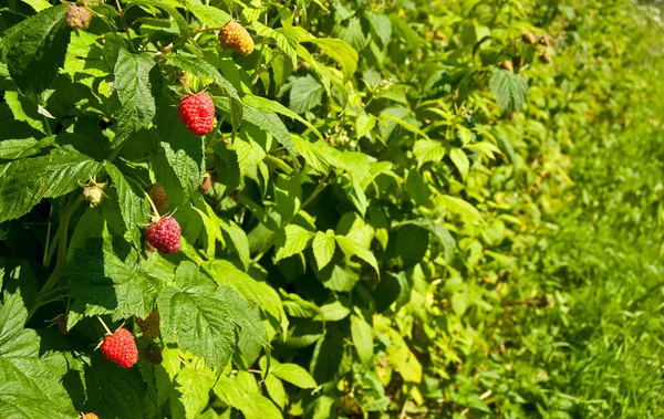 Plantation of raspberries — Stock Photo, Image
