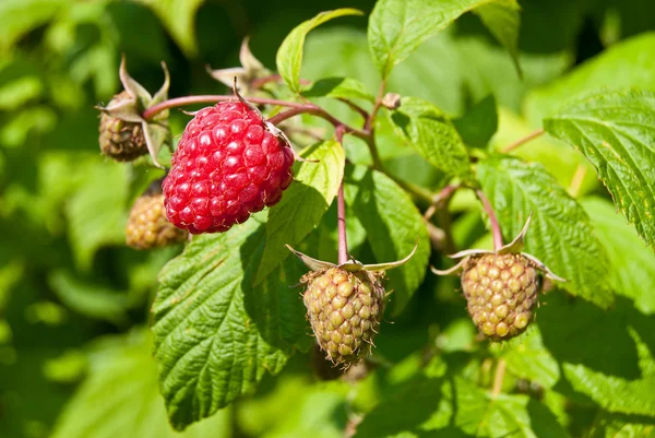 Plantation of raspberries — Stock Photo, Image