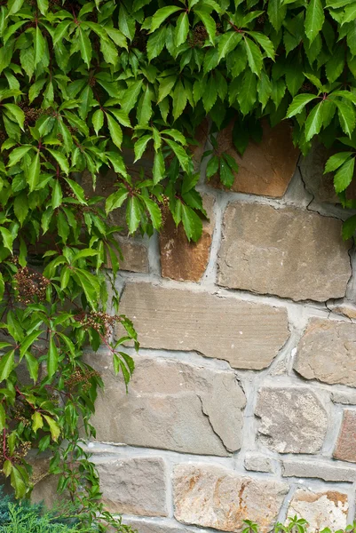 Yeşil yaprakları ve duvar — Stok fotoğraf