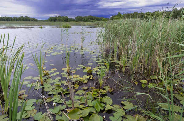 Reeds Nymphaea Candida Moszne Lake Poland — стокове фото
