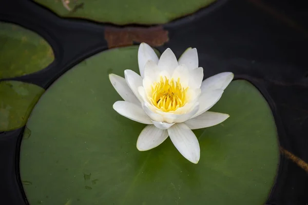 Nymphaea Candida White Flower Moszne Lake — Stock Photo, Image