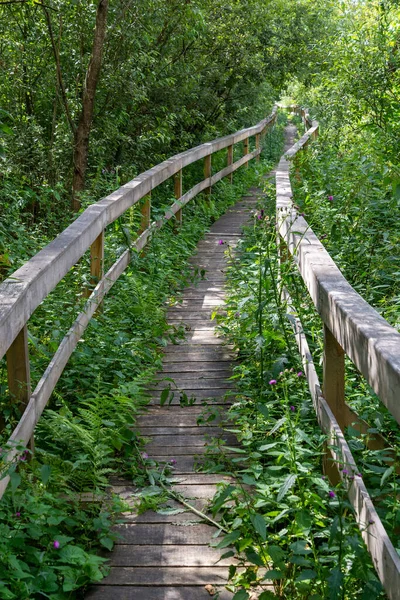 Wooden Walking Path Wetlands Poleski National Park — Stock Fotó