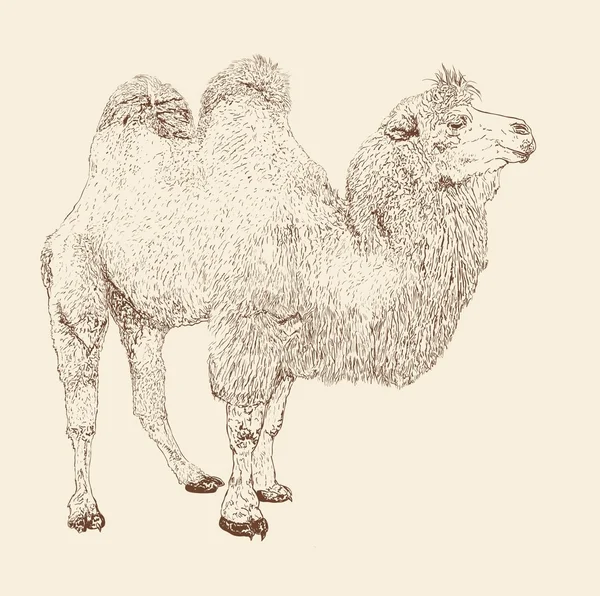 Camelo do deserto — Vetor de Stock
