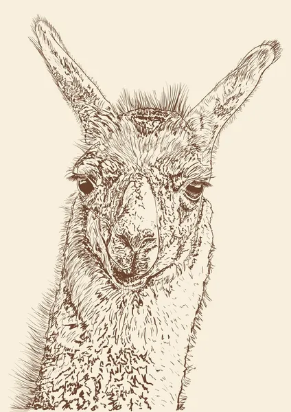 Wild Lama — Stockvector