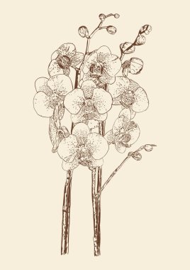 Bahçe güzel orkide