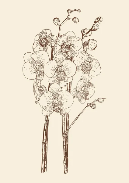 Bahçe güzel orkide