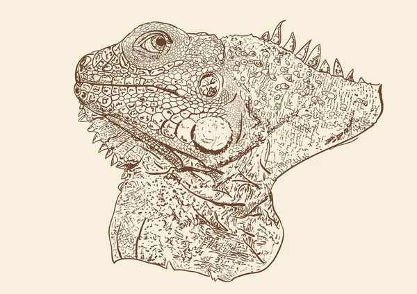 Afrika kertenkele kafası