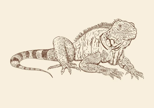 Hayvanat Bahçesi kertenkele