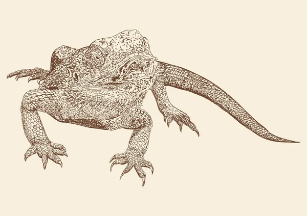 Lizard Australia - Stok Vektor