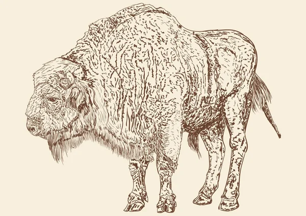 Buffalo bull — Stockvector