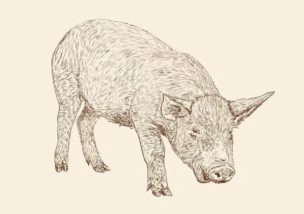 猪 免版税图库矢量图片