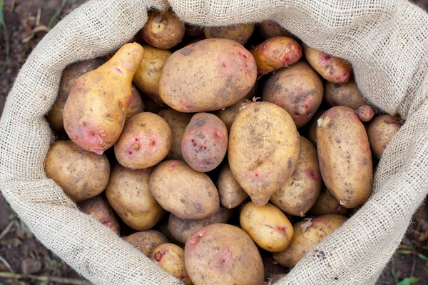taze çekilmiş patates çuvalı