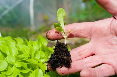 A gardener holding a lettuce plant outside a polytunnel clipart