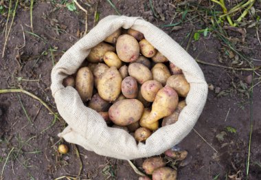 taze çekilmiş patates çuvalı
