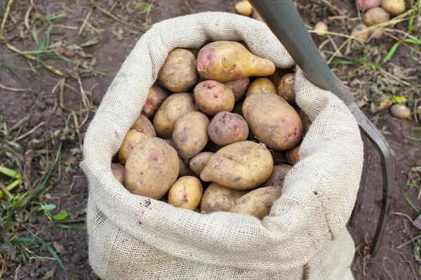taze çekilmiş patates çuvalı