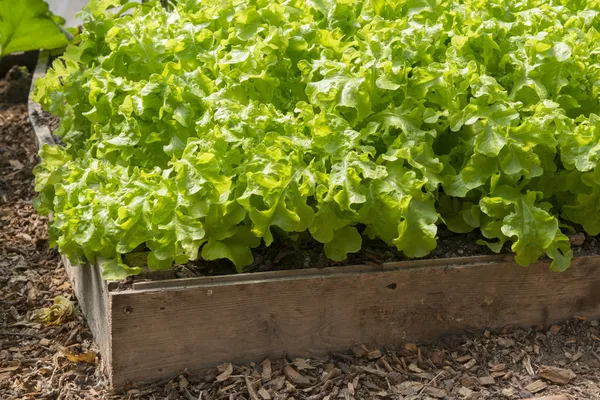 Sallad som växer i en upphöjd bädd i en polytunnel — Stockfoto