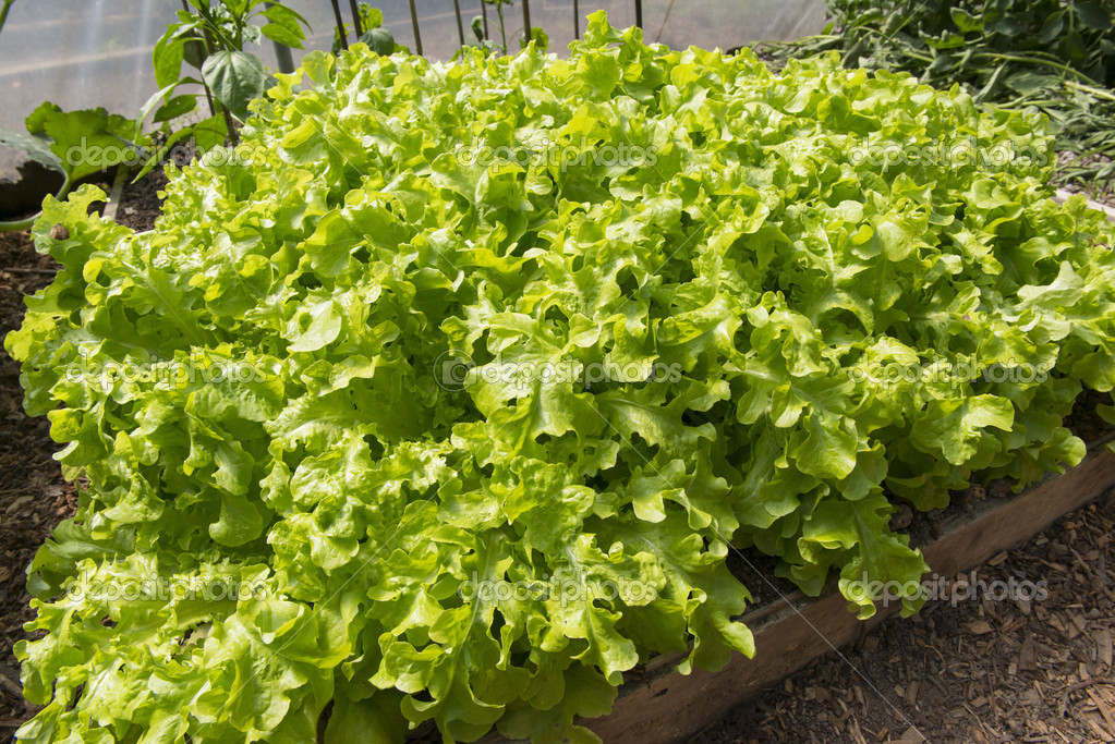 Lettuce growing in a raised bed in a polytunnel Stock Photo by