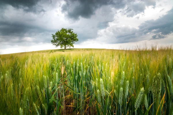 Prachtige eenzame boom op een veld op een bewolkte zonsondergang. — Stockfoto