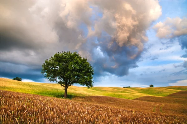 Bela árvore solitária em um campo em um pôr do sol nublado . — Fotografia de Stock