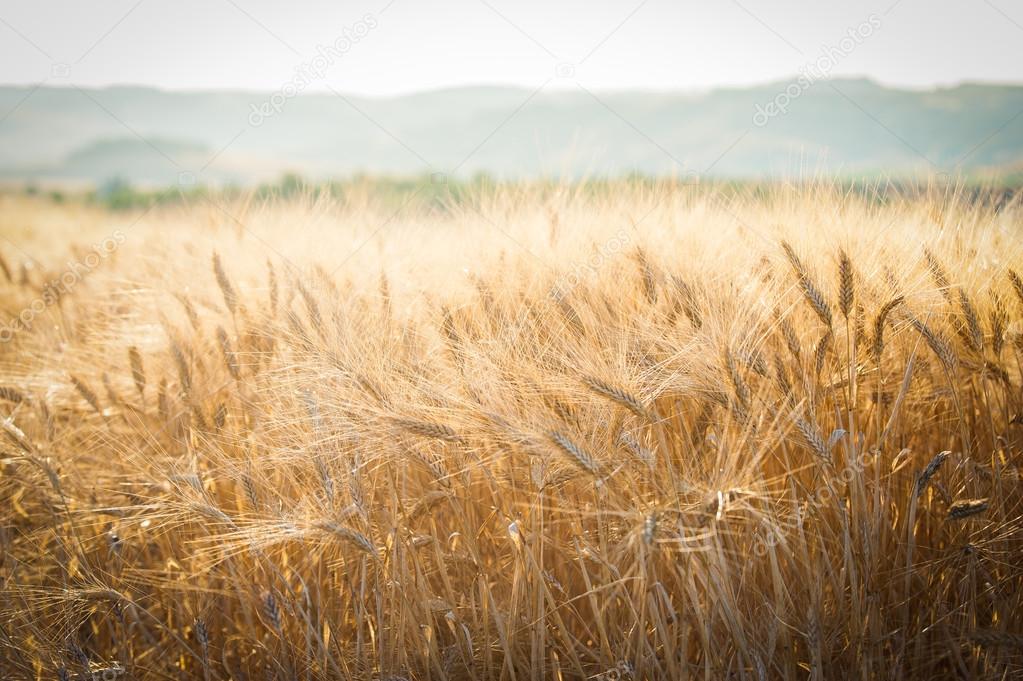 Beautiful yellow wheat field, harvest season, healthy nutrition concept