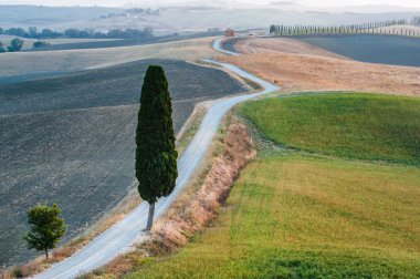 güzel Toskana selvi ile yolda.