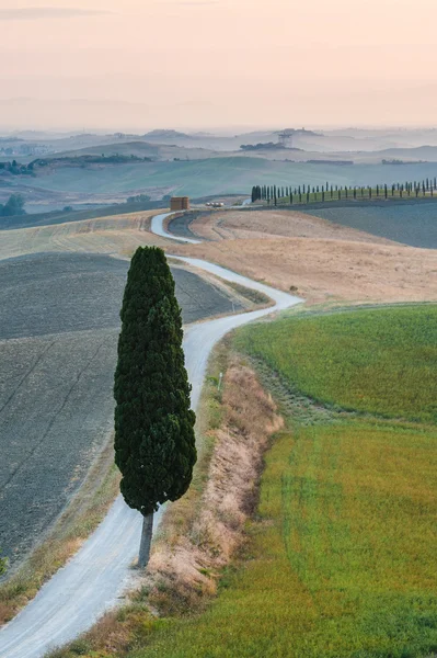 Op de weg met de prachtige Toscaanse cipres. — Stockfoto