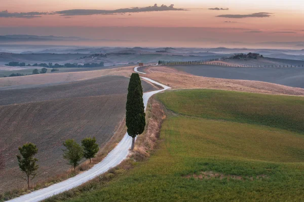 On the road with the beautiful Tuscan cypress. — Stock Photo, Image