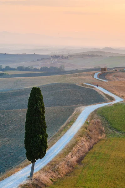 On the road with the beautiful Tuscan cypress. — Stock Photo, Image