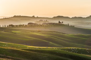 Yeşil alanlar sarı günbatımı yükseltmelerdeki tuscan koyun.