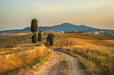 Toskana, selvi yol