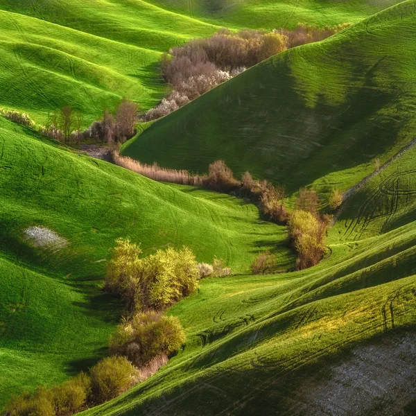 Gröna ängar toskanska boskapsuppfödare — Stockfoto