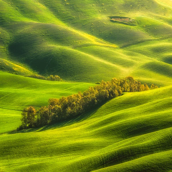 Zielone łąki hodowców bydła Toskanii — Zdjęcie stockowe