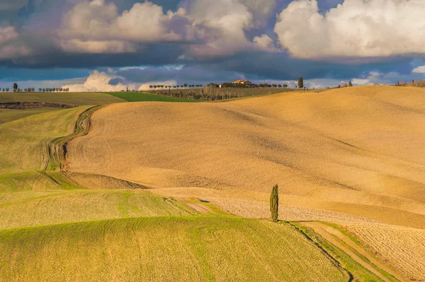 Sunny fields of Tuscany — Stock Photo, Image