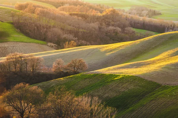 Frühling toskanischen Feldern in warmes Sonnenlicht getaucht — Stockfoto
