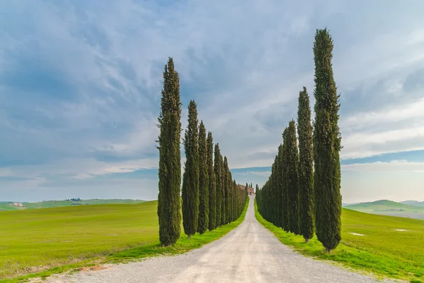 Toskanische grüne Zypressen in einem wunderschönen Sonnenaufgang, Italien — Stockfoto