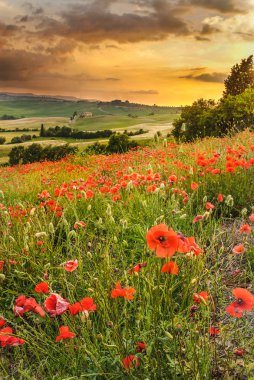 Poppies tuscan Hills ile bir harika gün batımı, pienza, ita