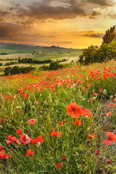 Poppies tuscan Hills ile bir harika gün batımı, pienza, ita
