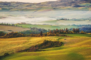 Tuscan zeytin ağaçları ve alan çevre çiftlikler, İtalya