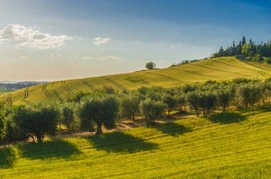 alanlar ve zeytin ağaçları, Toskana, İtalya